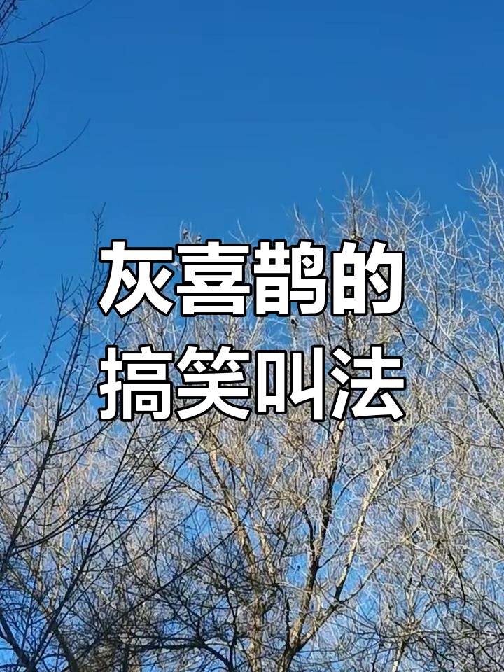 玩家必读“喜鹊互娱麻将有挂吗”爆光开挂猫腻-第3张图片