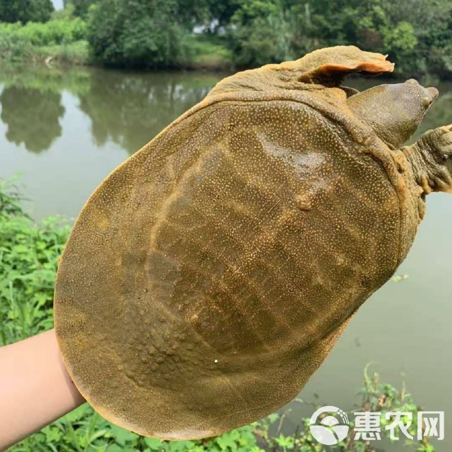 必看科普“微信水鱼怎么开挂”附开挂脚本详细-第1张图片