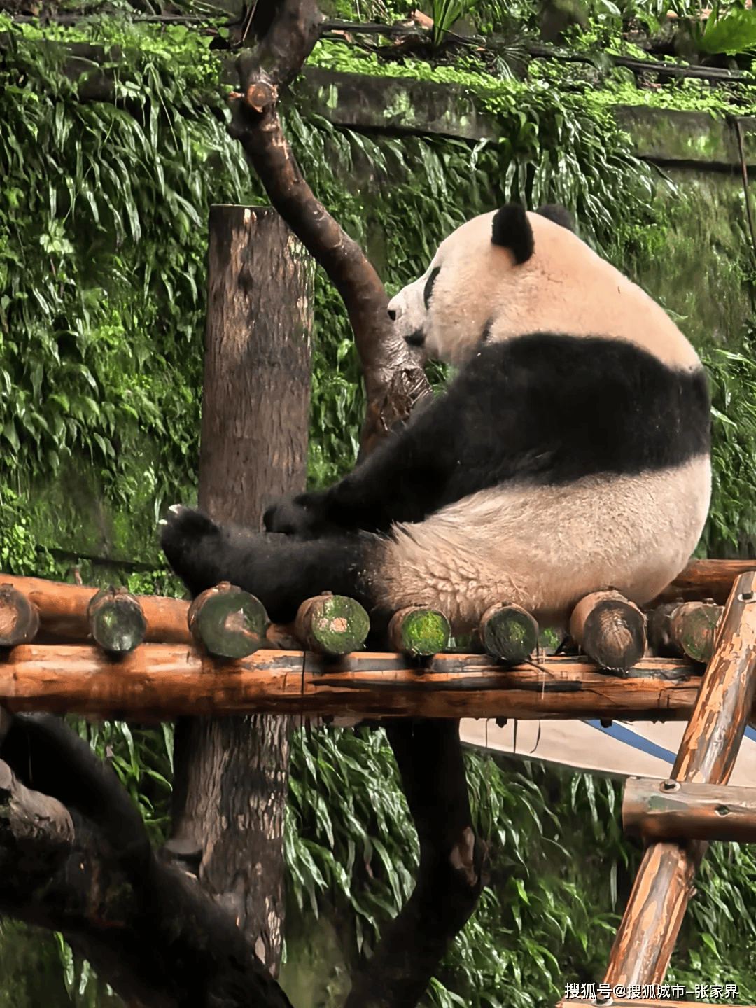 分享干货“熊猫麻将可以调胜率吗	”其实真的确实有挂-第2张图片