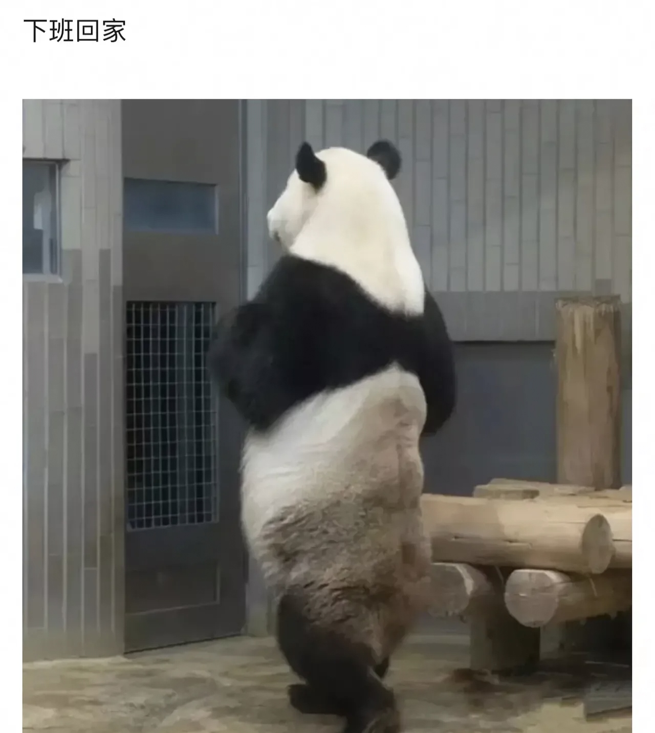 带你了解“终于知道熊猫麻将到底有没有挂	”确实是有挂-第2张图片